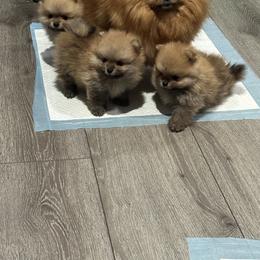 Pomeranian Puppies from Lori’s Precious Poms