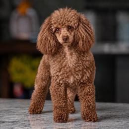 Ember - Poodle