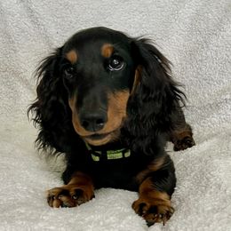 Dachshund Puppies from Miniature Dreams Dachshunds
