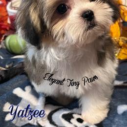 Yatzee - Sable male Mi-Ki puppy in Middleburg, Florida from Elegant Tiny Paws
