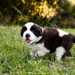 Saint Bernard Puppies from Minnie's Majestic Saints
