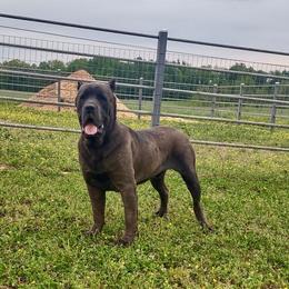 Titan - Cane Corso