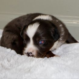 Parkway - Blue merle male Toy Australian Shepherd puppy in Central Islip, New York from Fifth Avenue Australian Shepherds