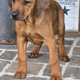 Blue - Rd whtn blk nose male Rhodesian Ridgeback puppy in Gaffney, South Carolina from Circle D Farms