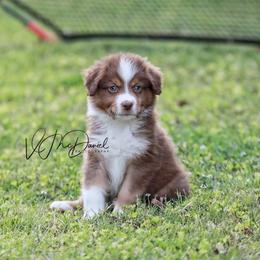 Peanut - Red tri male Miniature Australian Shepherd puppy in Olivehurst, California from McDaniel Aussies