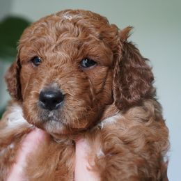 Goldendoodle Puppies from Doodles of West Chester