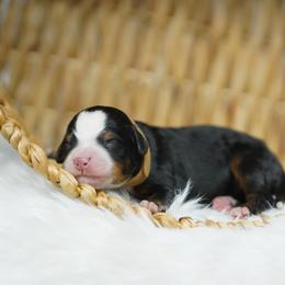 Jack - Tri-color male Bernedoodle puppy in Spokane, Washington from Lilac City Doodles