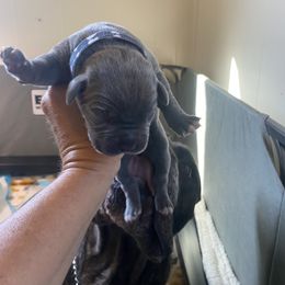 Girl 3 - Gray Cane Corso puppy in Mercer, Pennsylvania from Midnight Cane Corso USA