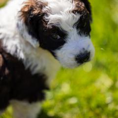 Bernedoodle, Saint Berdoodle, and Sheepadoodle Puppies from Yankee Doodle Puppies