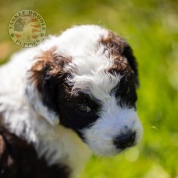 Bernedoodle, Saint Berdoodle, and Sheepadoodle Puppies from Yankee Doodle Puppies