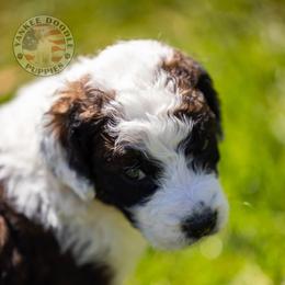 Bernedoodle, Saint Berdoodle, and Sheepadoodle Puppies from Yankee Doodle Puppies