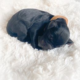 Goldendoodle Puppies from Peachy Doodles