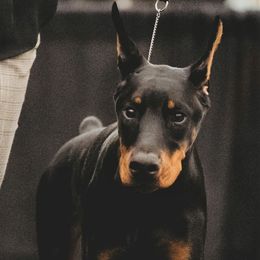 Doberman Pinscher Puppies from Sun Country Dobermanns