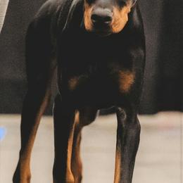 Doberman Pinscher Puppies from Sun Country Dobermanns