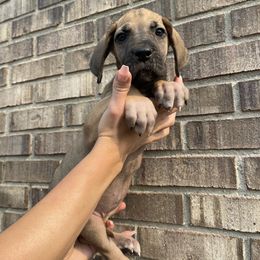 Light Pink Collar - Fawn female Great Dane puppy in Kimball, Michigan from Starlight Danes