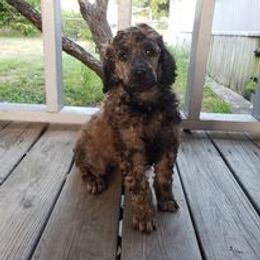 Poodle Puppies from Majestic Poodles
