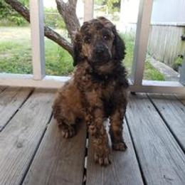 Poodle Puppies from Majestic Poodles