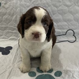 Casey - Liver and white female English Springer Spaniel puppy in Casnovia, Michigan from DESK Springer Spaniels