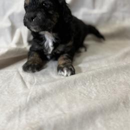 Cockapoo and Goldendoodle Puppies from Jax Doodles