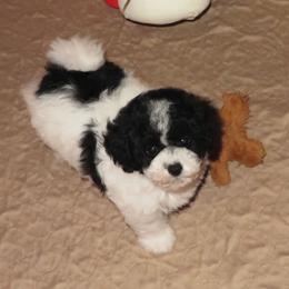 Dior - Poodle