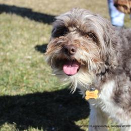 Australian Labradoodle Puppies from EllsWORTH Labradoodles LLC