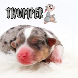 Thumper - Blue merle and white male American Corgi puppy in Star City, Arkansas from T4 Farms