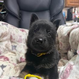 Miss Yellow - Black and tan female German Shepherd puppy in Berlin, Wisconsin from Gypsy Miracle Kennels