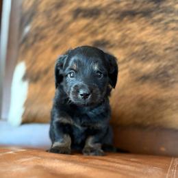 Roscoe - Black and tan male Dachshund puppy in Hawley, Texas from Foxy’s Dachshunds & Toy Aussies