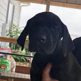 Great Dane Puppies from OnPoint Great Danes