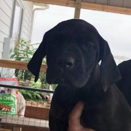 Great Dane Puppies from OnPoint Great Danes