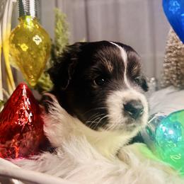 Blossom - Black tri female Miniature Australian Shepherd puppy in Wauchula, Florida from Sun & Moon Aussies