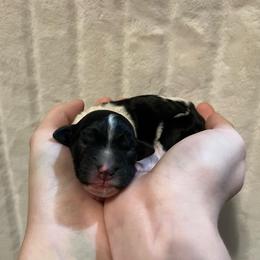 Mercedes - Black and white female Aussiedoodle puppy in Springfield, Missouri from Aspen River Doodles