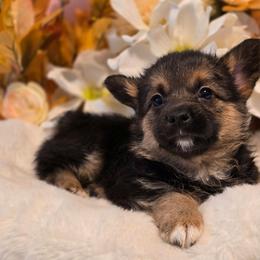 Pluto - Black and tan male Companion Cross puppy in Austin, Texas from Cutest Corgi's of Austin
