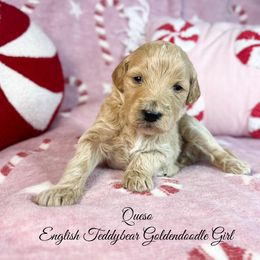 Queso - Apricot female Goldendoodle puppy in Grove, Oklahoma from Guinn Family Farms