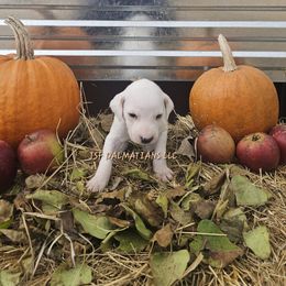 Hua Tan Lemon Boy - White and lemon male Dalmatian puppy in Conrath, Wisconsin from JSF Dalmatians LLC