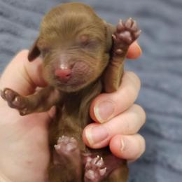 Gompers - Chocolate and tan male Dachshund puppy in Loganville, Georgia from Royal Dackel Haus