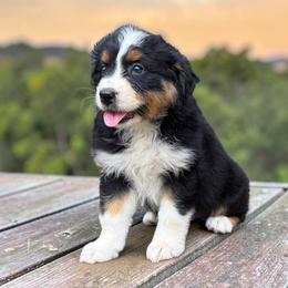 Juniper - Black tri-color female Australian Shepherd puppy in Statesville, North Carolina from Charming Australian Shepherds