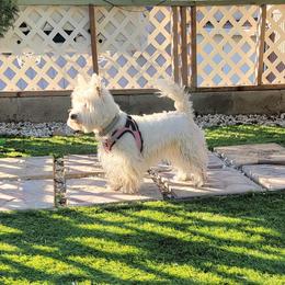 Maggie - West Highland White Terrier