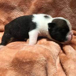 Fairway RedOrange - Red and white male Bulldog puppy in Laurel, Montana from Bull Mountain Bulldogs