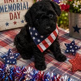 MP Toy Blue - Sable male Poodle puppy in Benson, North Carolina from A Bundle of Love