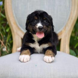 Dorothy (Red) - Tri-color female Bernedoodle puppy in Queen Creek, Arizona from Dulcito Doodles