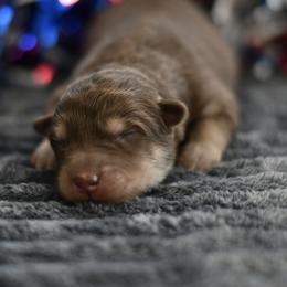 Peony - Red and white female Alaskan Malamute puppy in Kingston, Tennessee from North Shore Alaskan Malamutes