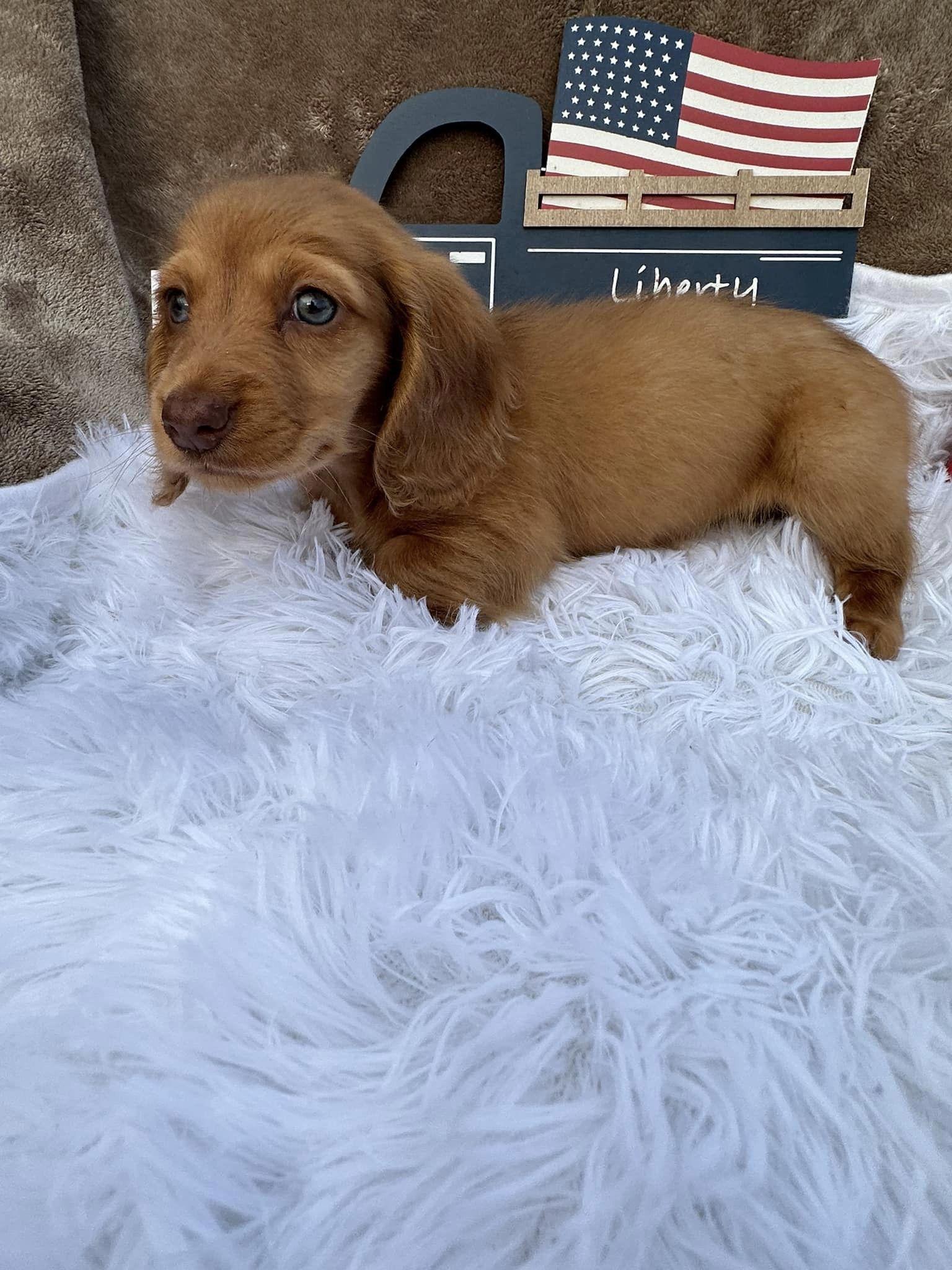 Bidding Creek Dachshunds in Oklahoma Dachshund puppies Good Dog