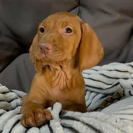 Kirby - Golden rust male Vizsla puppy in Bloomington, Indiana from Envizion