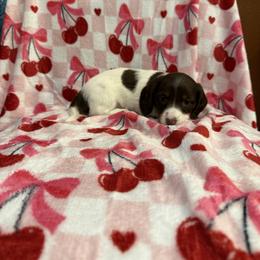 Girl 2 LIMITED AKC - Piebald female Dachshund puppy in Aurora, Missouri from Baker Farms