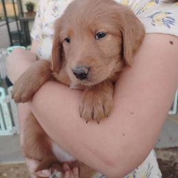 Aussiedoodle, Goldendoodle, and Labradoodle Puppies from Loving Doodle
