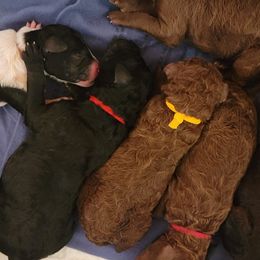 Poodles from Amas Veritas Poodles LLC