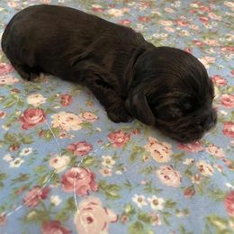 Boy 3 - male Cocker Spaniel puppy in Charleston, Tennessee from Nefer's Kennel