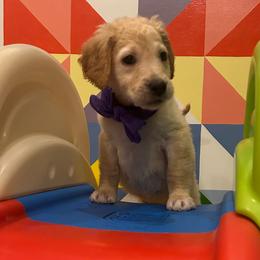 Ms. Purple - Cream female Goldendoodle puppy in Blue Springs, Missouri from Farmstead 51