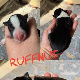 Ruffnut - Black and white female Border Collie puppy in Sanger, California from Flying M Cactus Ranch Buddies